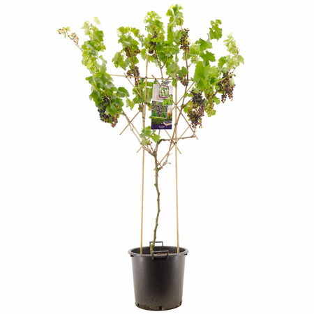 Vitis vin. 'Monarch'