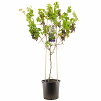 Vitis vin. 'Monarch'