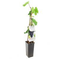Vitis vin Muscat Blue c2 - afbeelding 2