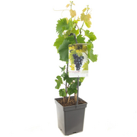 Vitis  vin Muscat Blue vp5 - afbeelding 2