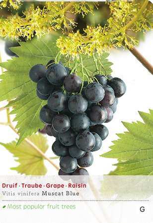 Vitis  vin Muscat Blue vp5 - afbeelding 1