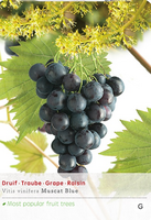 Vitis  vin Muscat Blue vp5
