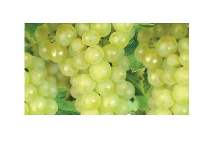 Vitis vin. 'Riesling'
