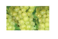 Vitis vin. 'Riesling'