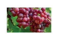Vitis vin. 'Souvignier Gris'