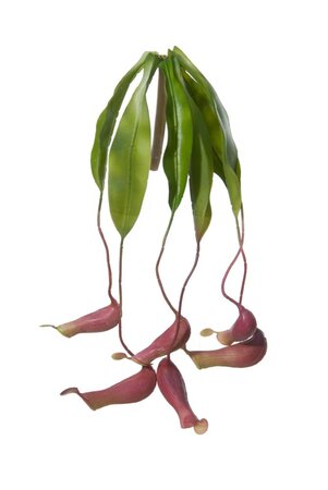 Vleesetend plantje h40cm hanger (Zijde-bloem)