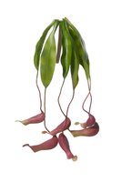 Vleesetend plantje h40cm hanger (Zijde-bloem)