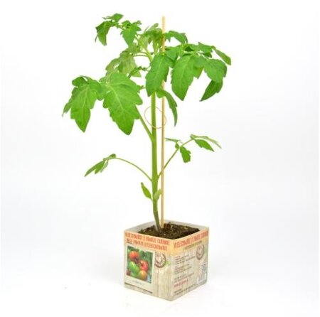 Vleestomaat Hybride F1 - afbeelding 1