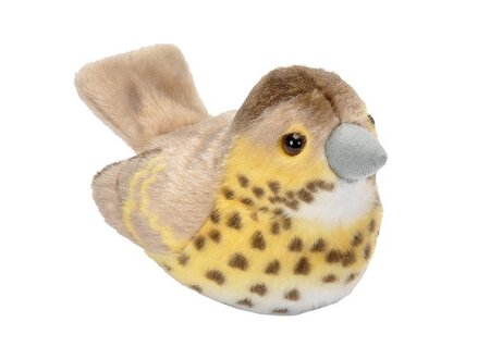 Vogel met geluid - zanglijster