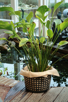 Waterplantmand d14h10cm - afbeelding 2