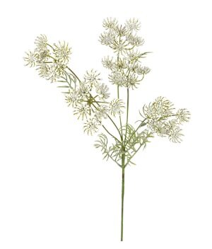 Wildwortel l80cm wit