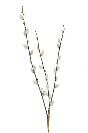 Wilgenkatjestak l55cm wit