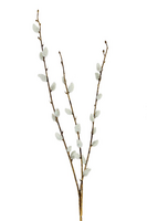 Wilgenkatjestak l55cm wit