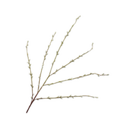 Wilgentak l111cm groen