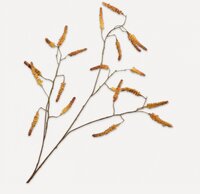 Wilgentak l95cm geel/bruin