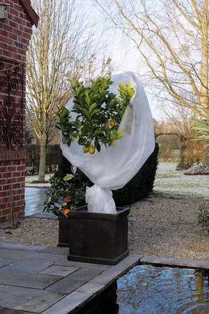 Winterafdekvlies h2b10m 30g/m2 - afbeelding 1