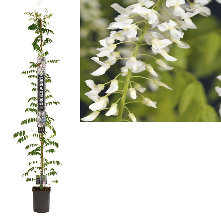 Wisteria flo. 'Alba'
