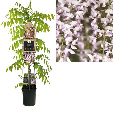 Wisteria flo. 'Rosea'