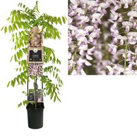 Wisteria flo. 'Rosea'