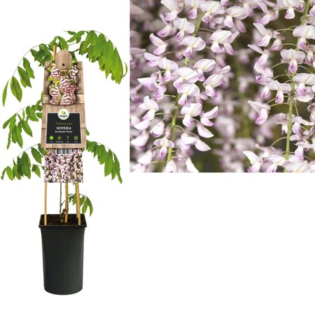 Wisteria flo. 'Rosea'