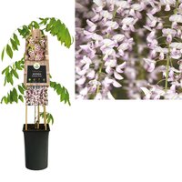 Wisteria flo. 'Rosea'