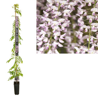Wisteria flo. 'Rosea'