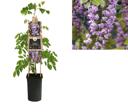 Wisteria flo. 'Violacea Plena'