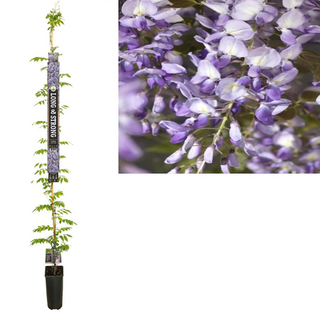 Wisteria sinensis Prolific