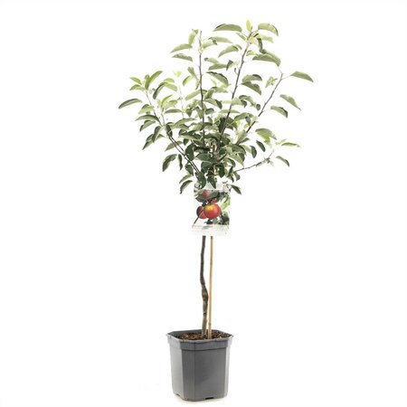 Wonder Tree Topaz