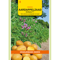 Zaden aardappel paarsbloeiend - afbeelding 2