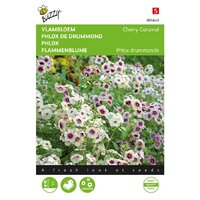 Zaden vlambloem cherry caramel 0.4g
