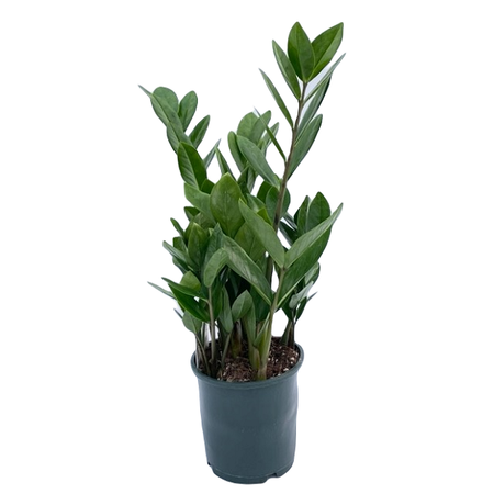 Zamioculcas zamiifolia pot 14 cm