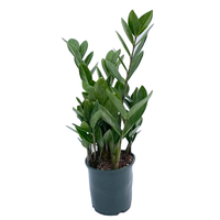 Zamioculcas zamiifolia pot 14 cm