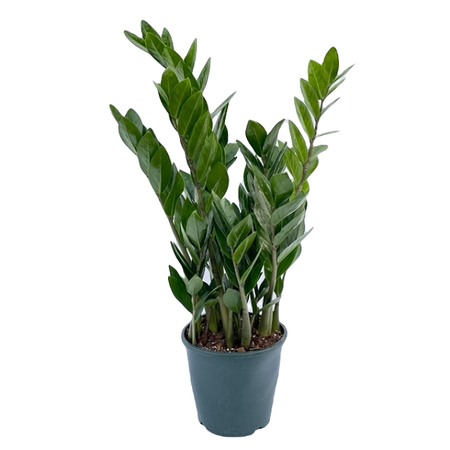 Zamioculcas zamiifolia pot 17 cm