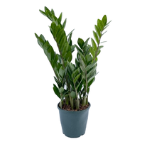 Zamioculcas zamiifolia pot 17 cm