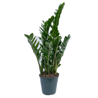 Zamioculcas zamiifolia pot 21 cm