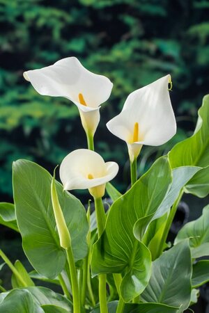 Zantedeschia aethiopica