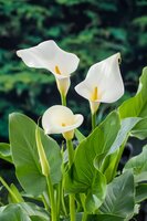 Zantedeschia aethiopica