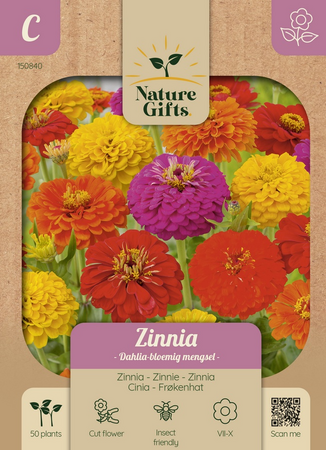 Zinnia dahlia bloemig mengsel 50st