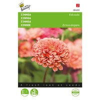 Zinnia eldorado 1g