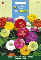 Zinnia elegans dubbel dahliabl 1.5gram - afbeelding 4