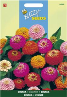 Zinnia elegans liliput pompon 1.5gram - afbeelding 3