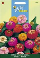 Zinnia elegans liliput pompon 1.5gram - afbeelding 5