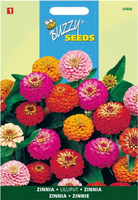 Zinnia elegans liliput pompon 1.5gram - afbeelding 4