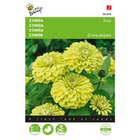 Zinnia envy. green 1g