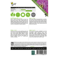 Zinnia lavendel 25zdn - afbeelding 2