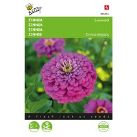 Zinnia lavendel 25zdn