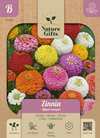 Zinnia liliput mengsel 50st
