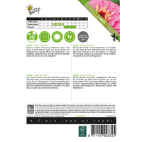 Zinnia lilliput rose gem 1g - afbeelding 2