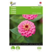 Zinnia lilliput rose gem 1g